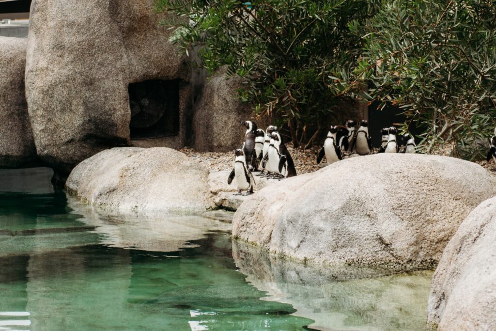 Penguins at San Diego Zoo